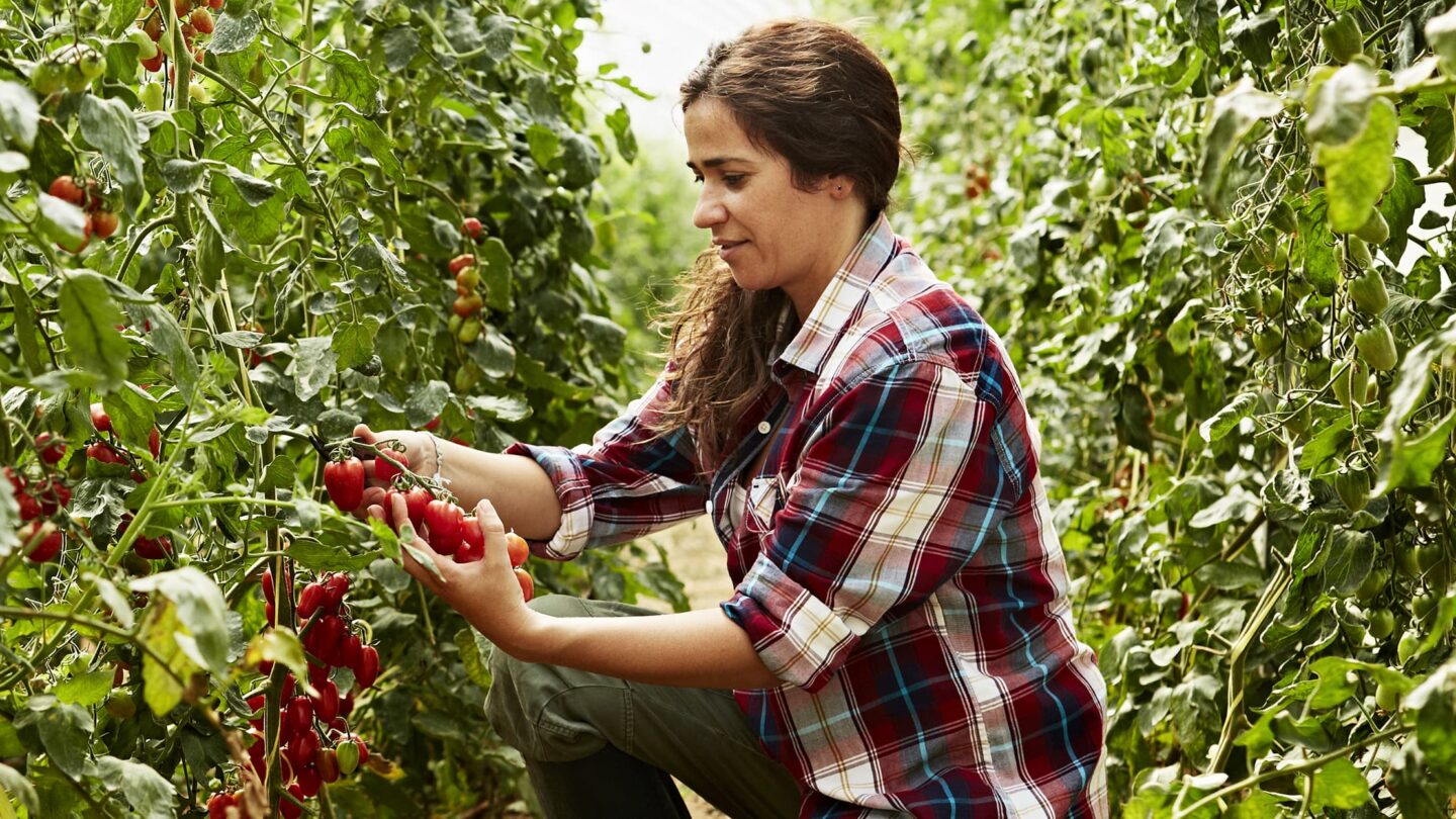 Uma jovem mulher trabalha no campo, cuidando das plantas sob o sol.
